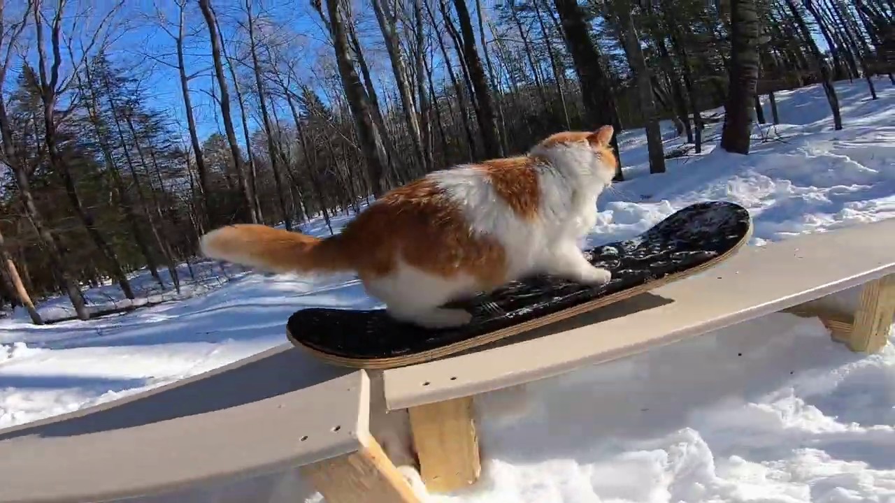 Кот на сноуборде